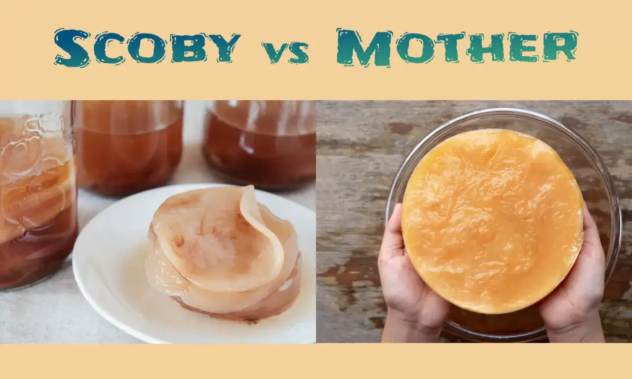 Le kombucha moisi, aussi appel&eacute; 