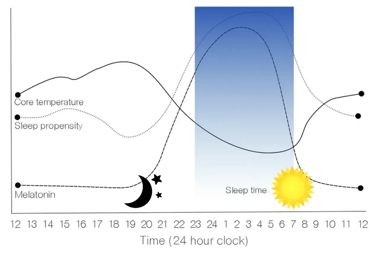 Diagramm zeigt den menschlichen schlaf wach rhythmus: Körpertemperatur, Schlaftendenz und Melatonin im Tagesverlauf.