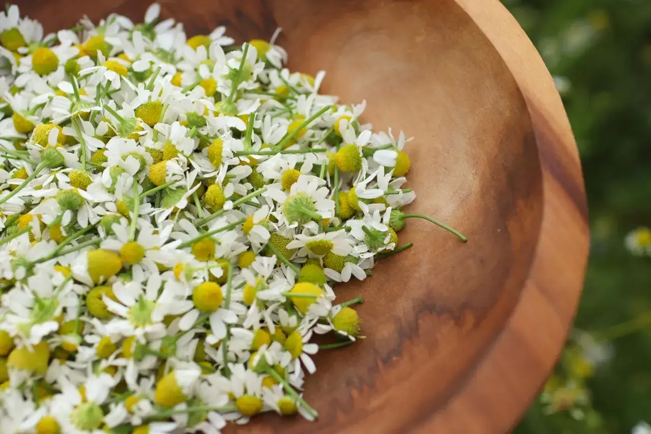 Frische Kamillenbl&uuml;ten in einer Holzschale, bereit, um kamillentee selber machen.