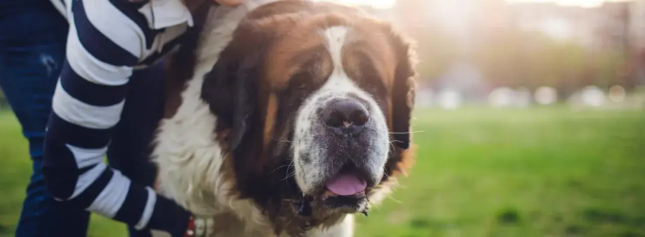 Ein gro&szlig;er Bernhardiner mit seinem Herrchen im Park. Der Hund ist bereit f&uuml;r neue Hunde Tricks.