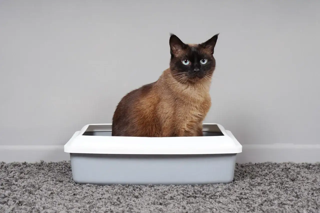 Un chat siamois aux yeux bleus est assis dans sa litière, mais il semble qu'il ait fait pipi à côté de sa litière.