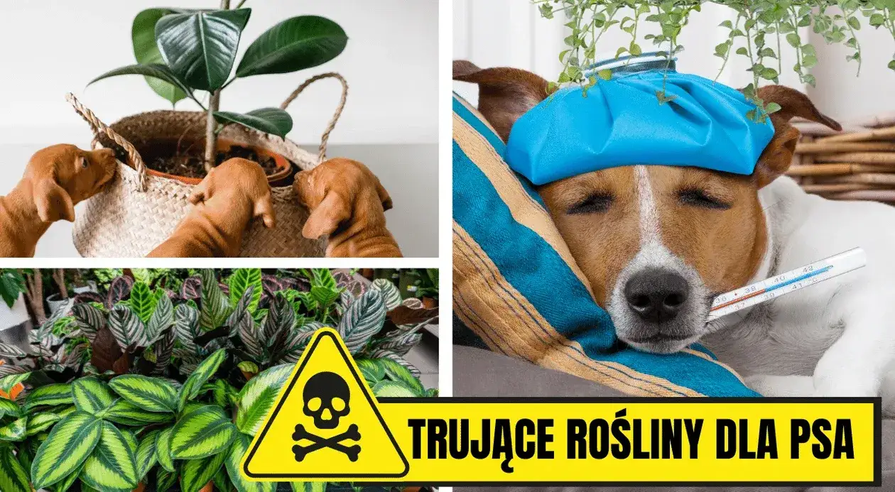 toksyczne rośliny dla psa lista