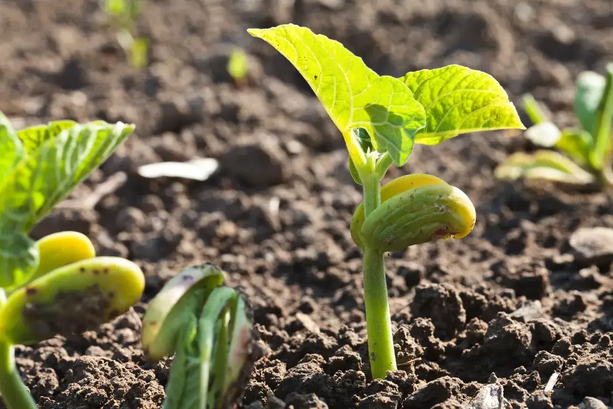 Jeunes pousses de haricots verts émergeant de la terre. Le temps de levée des haricots verts est un moment clé pour la récolte.
