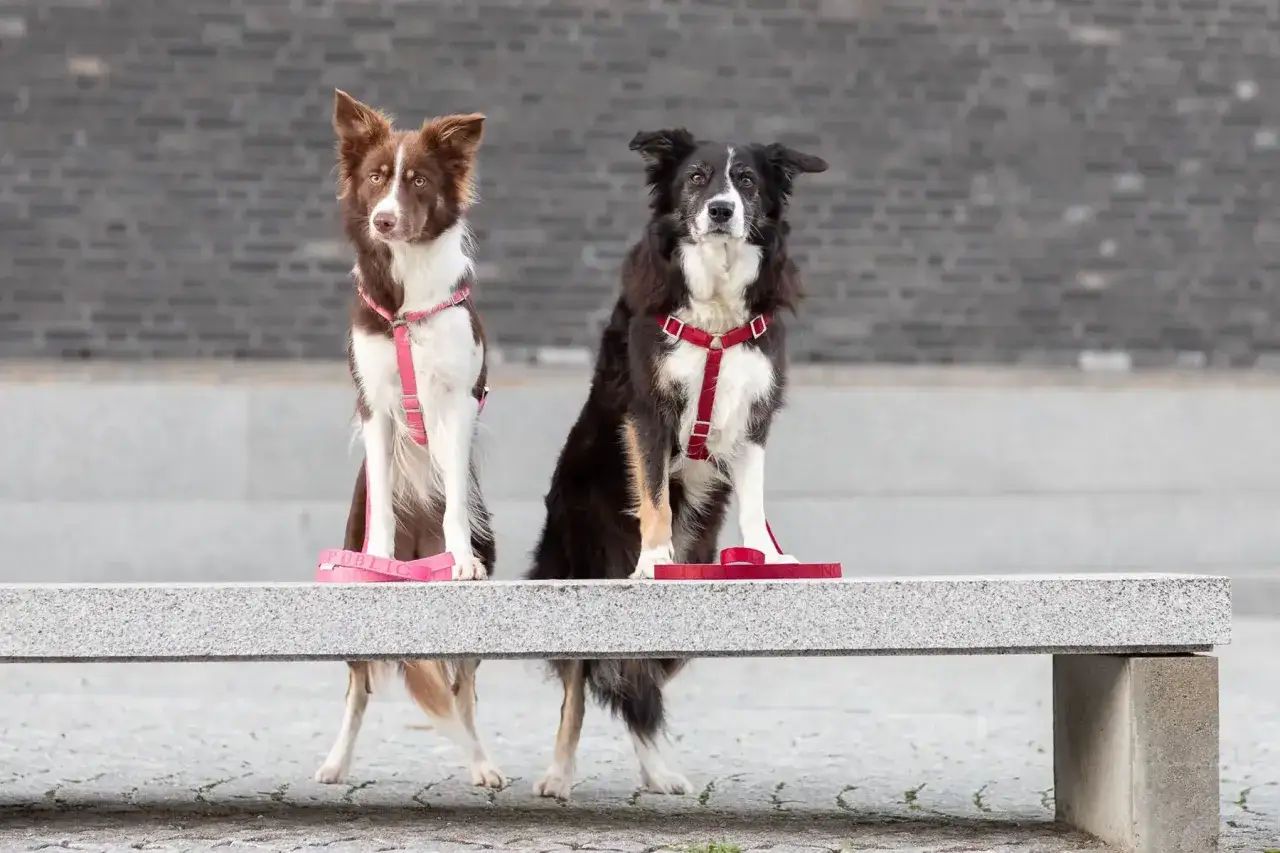 Dwa border collie w różowych i czerwonych szelkach siedzą na ławce.