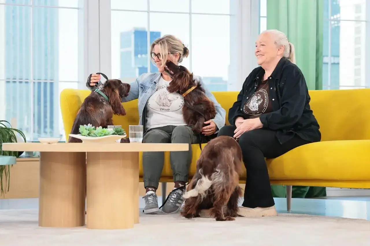 Dwie kobiety siedzą na żółtej kanapie, a obok nich bawią się trzy psy rasy polski spaniel myśliwski.
