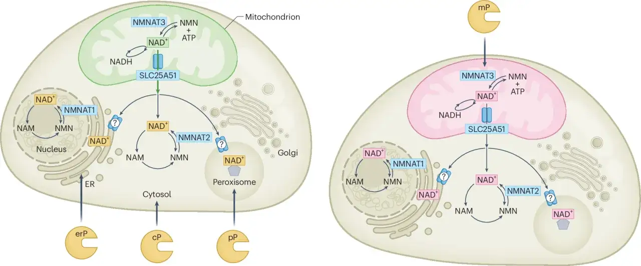 Zellul&auml;re Wege zur NAD+-Synthese, die zeigen, wie NADH und andere Molek&uuml;le in verschiedenen Kompartimenten wie Mitochondrien, Zellkern und Peroxisomen umgewandelt werden.