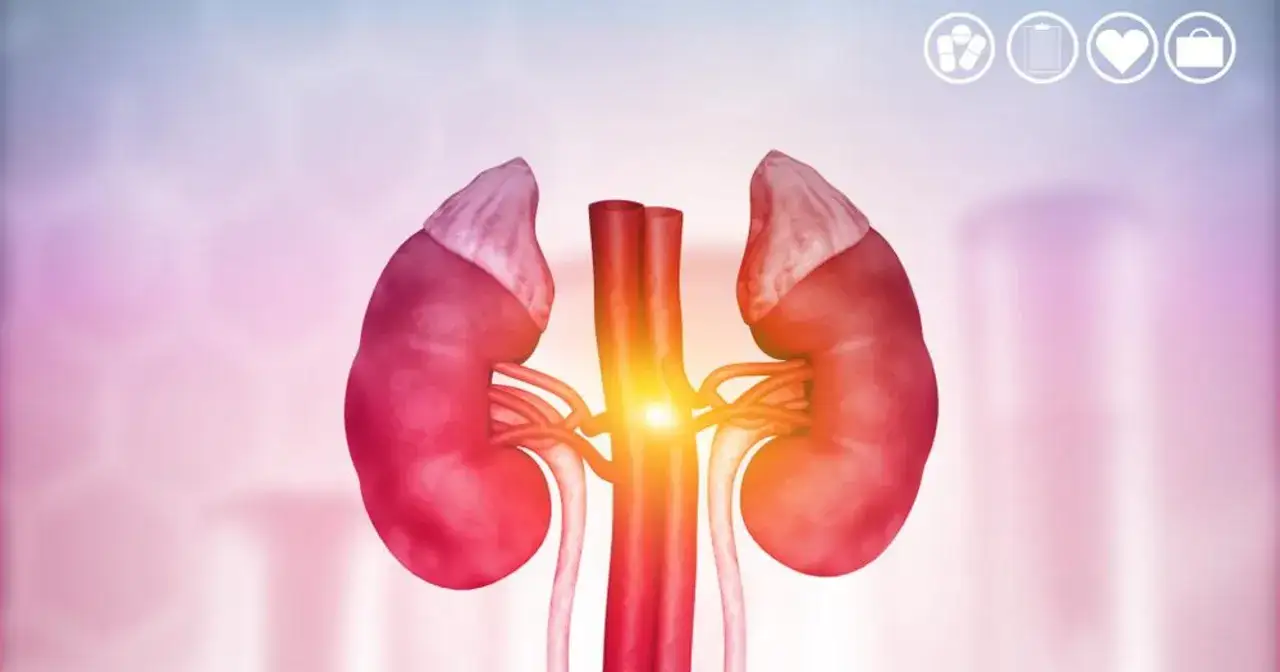 Anatomia nerki z naczyniami krwionośnymi, symbolizująca zdrowie i opiekę medyczną. epo.