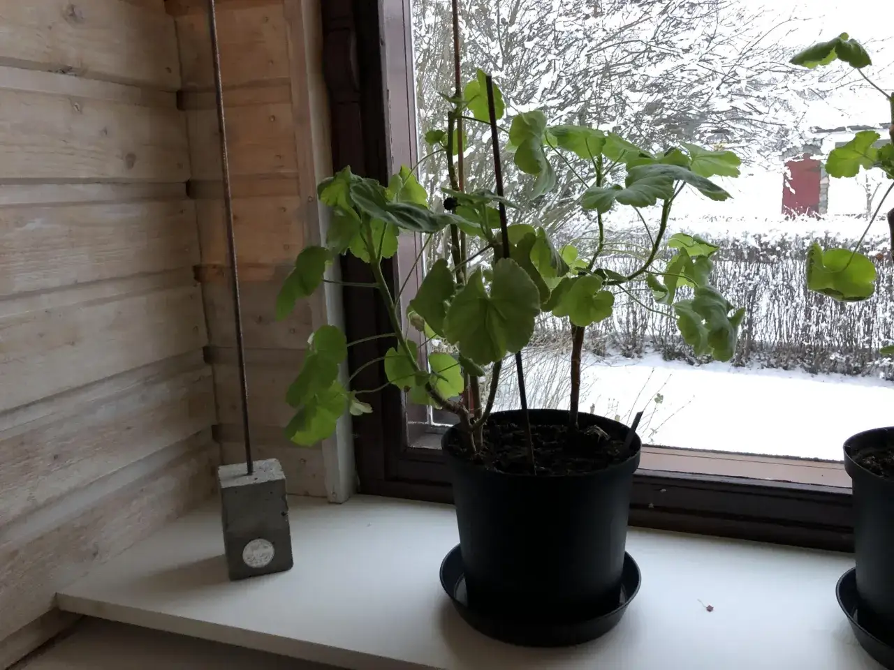 Gröna pelargoner i kruka på fönsterbrädan, redo att plantera om efter vintern. Utanför snöar det.