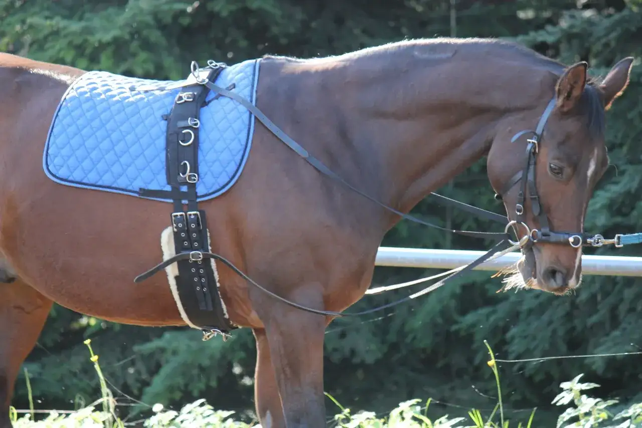 Braunes Pferd mit blauer Satteldecke und Longiergurt. Das Longieren ist eine Trainingsmethode f&uuml;r Pferde.