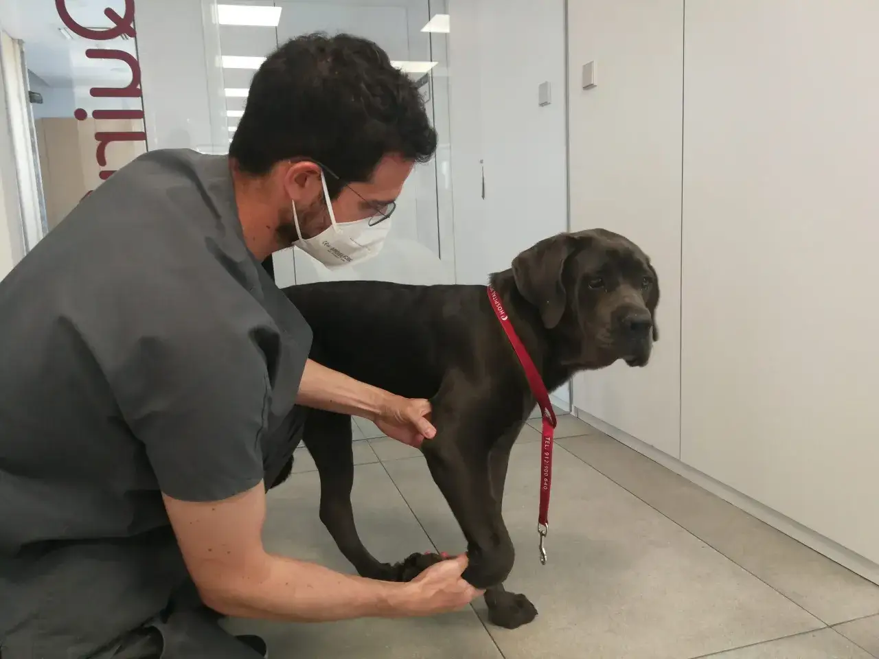 Veterinario examina a un perro grande de color oscuro que cojea de una pata delantera.