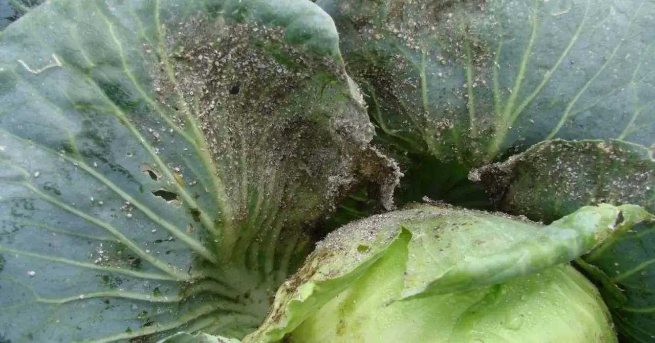 Choux infestés par des pucerons. Une solution de traitement naturel est nécessaire pour protéger ces légumes.