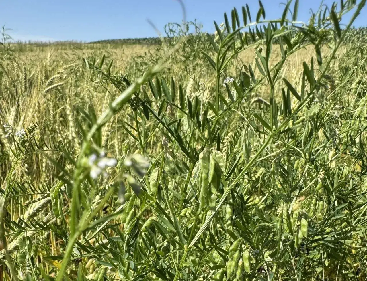Nahaufnahme von Wicken, die als Unkraut zwischen Getreide wachsen. Kleine weiße Blüten und grüne Schoten sind sichtbar.