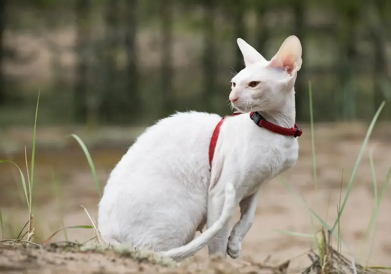 Biały kot rasy Cornish Rex w czerwonej obroży, z falistym futrem, wygląda jak mały kosmita. Zastanawiasz się nad cornish rex cena?