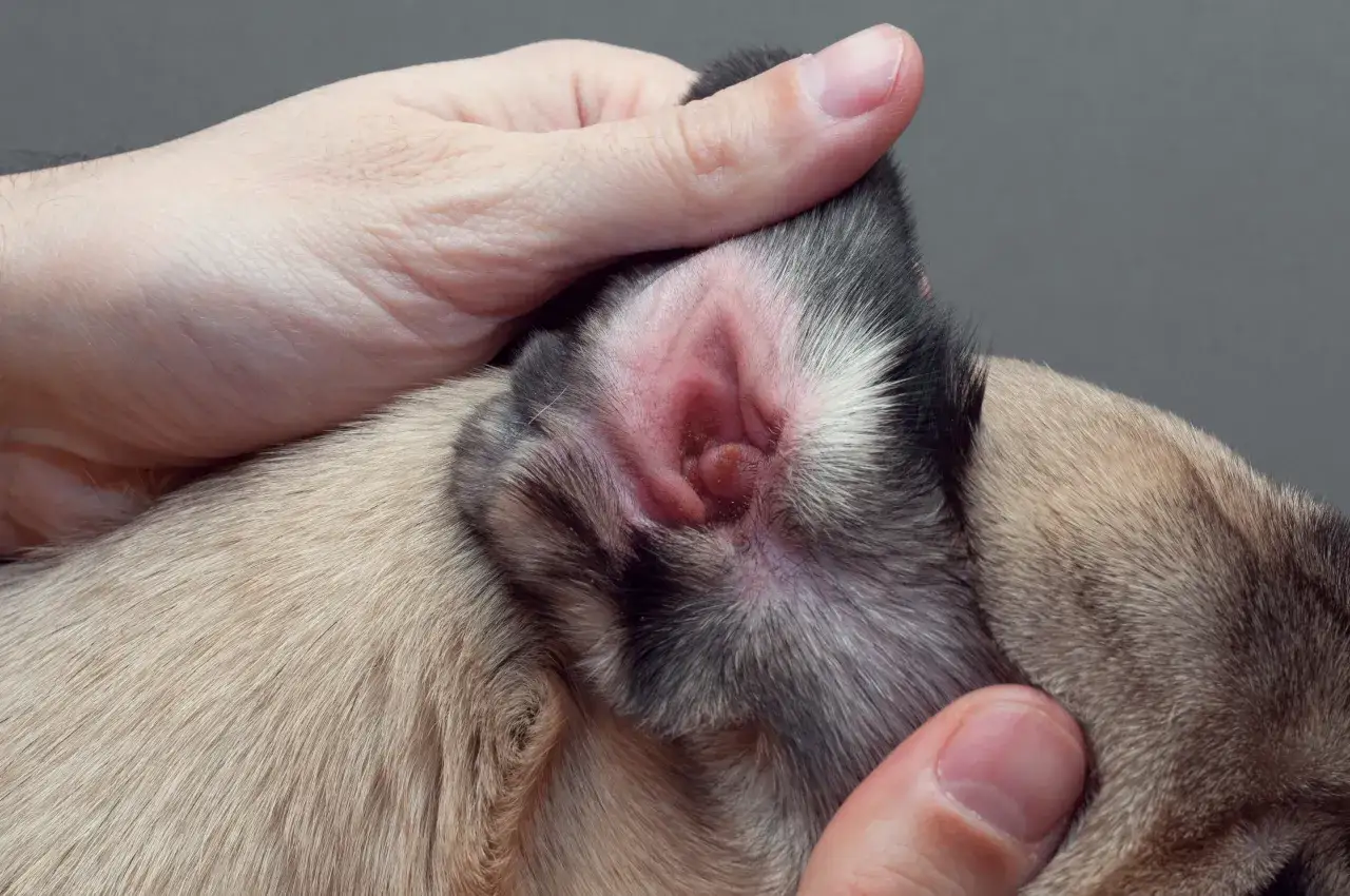 Orecchio di un cane con arrossamento e gonfiore, possibile infezione da acari.