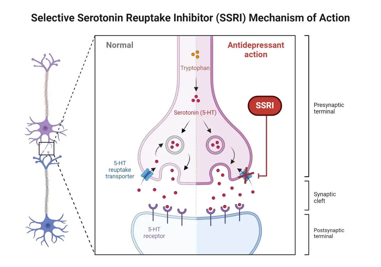 Illustrazione del meccanismo d'azione degli SSRI, che spiegano a cosa serve la fluoxetina bloccando il reuptake della serotonina.