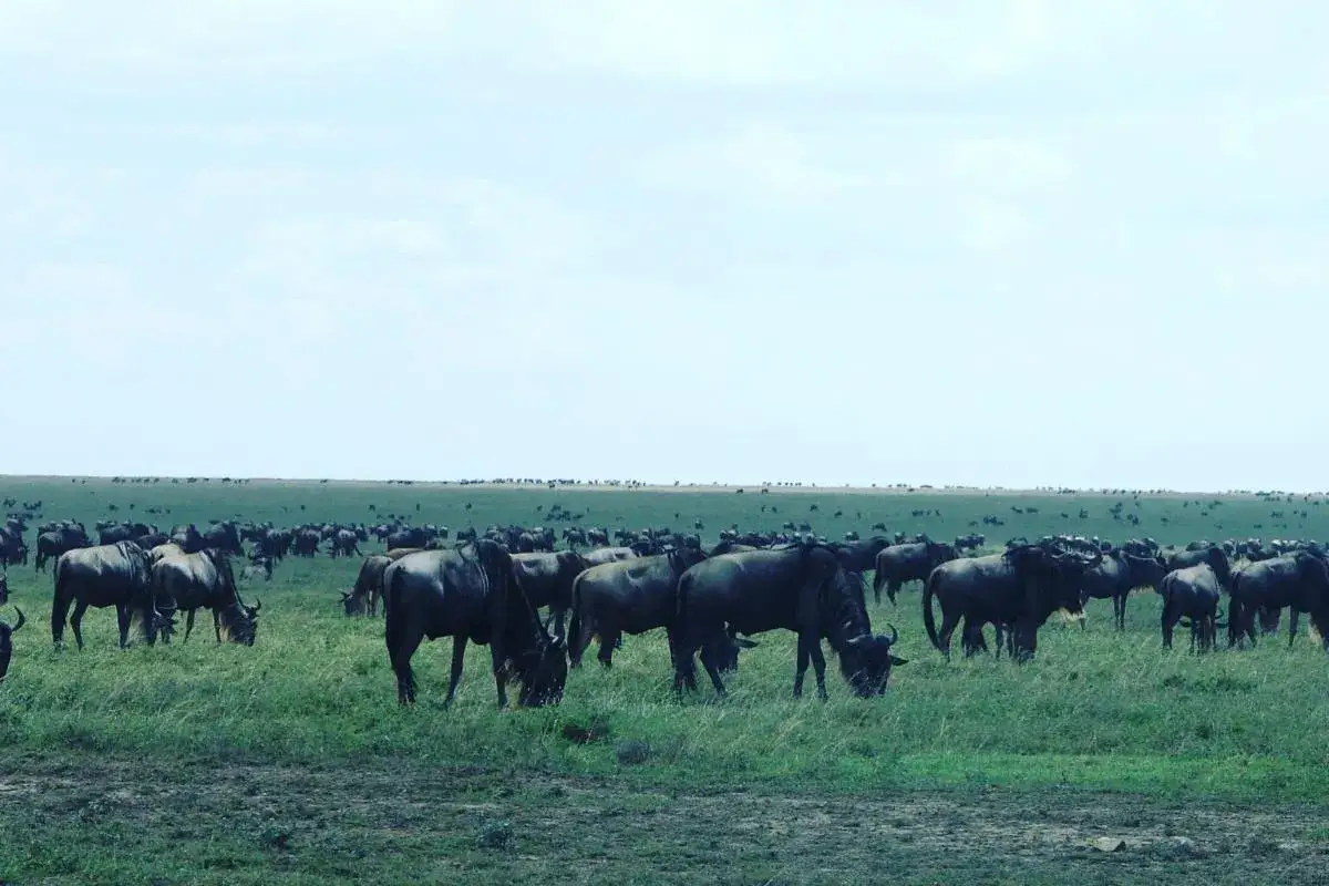 Tysiące gnu na sawannie. Kiedy najlepiej lecieć do Kenii na safari, by zobaczyć Wielką Migrację?