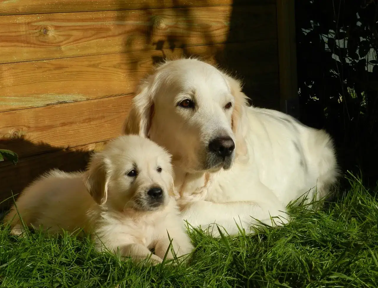 Słodki szczeniak golden labrador mix leży obok swojej mamy na trawie.