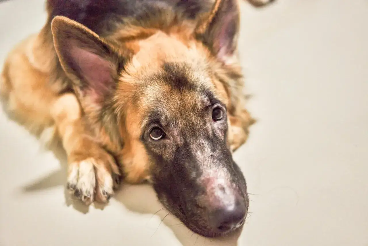 Un cane pastore tedesco con un'espressione pensierosa, forse preoccupato per la malassezia.