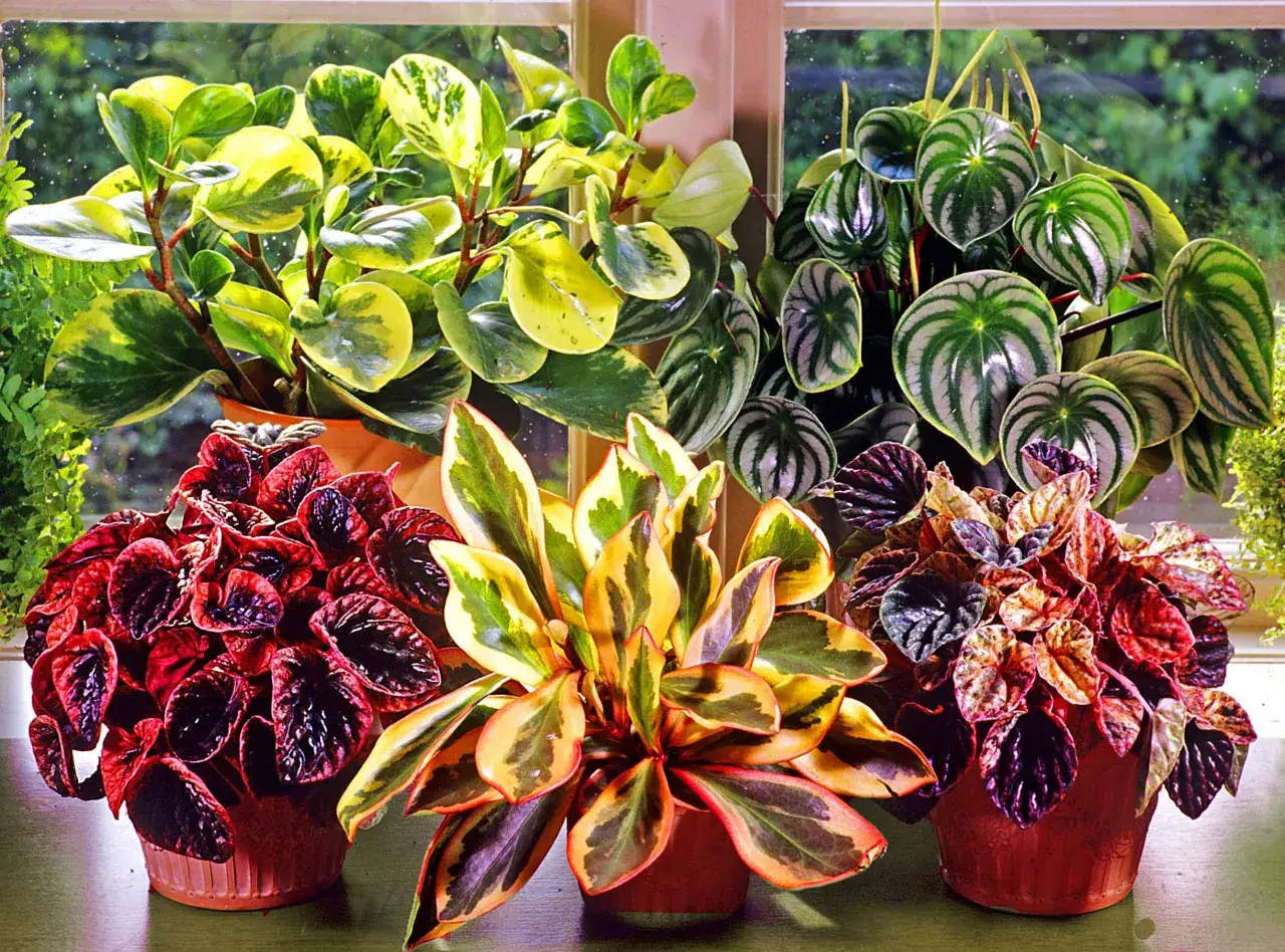 En samling vackra peperomia blomma-v&auml;xter med varierande bladverk i gr&ouml;nt, gult och r&ouml;tt.