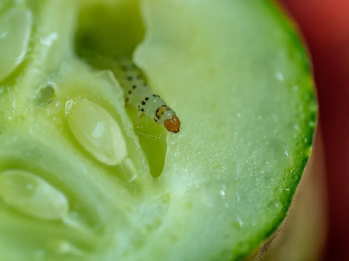 A tiny pickle worm, with its distinctive orange head, emerges from a juicy slice of cucumber, ready to feast.