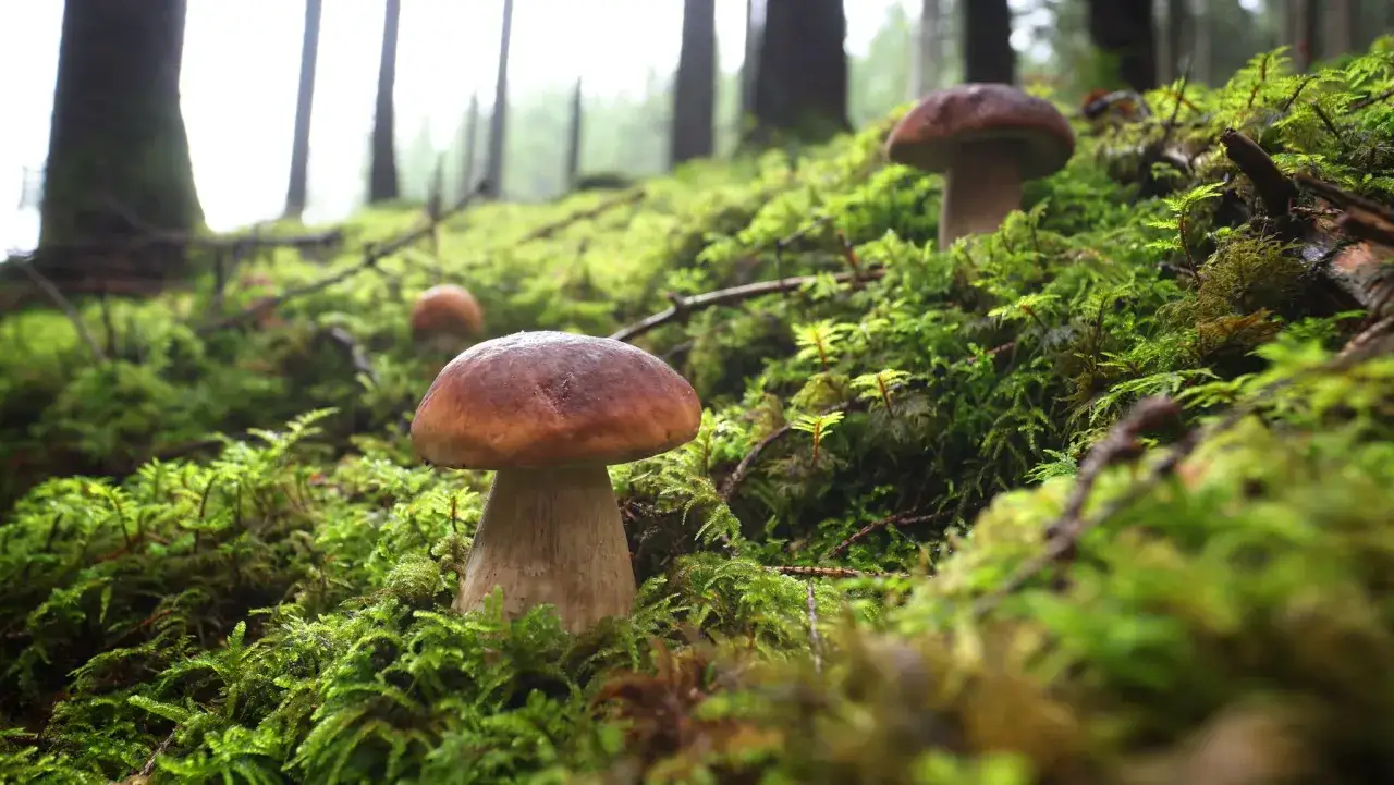 Steinpilze wachsen im feuchten Moos eines Waldes. Die Hauptsaison ist im Sp&auml;tsommer und Herbst, wann gibt es steinpilze? Nach warmen, feuchten Perioden.