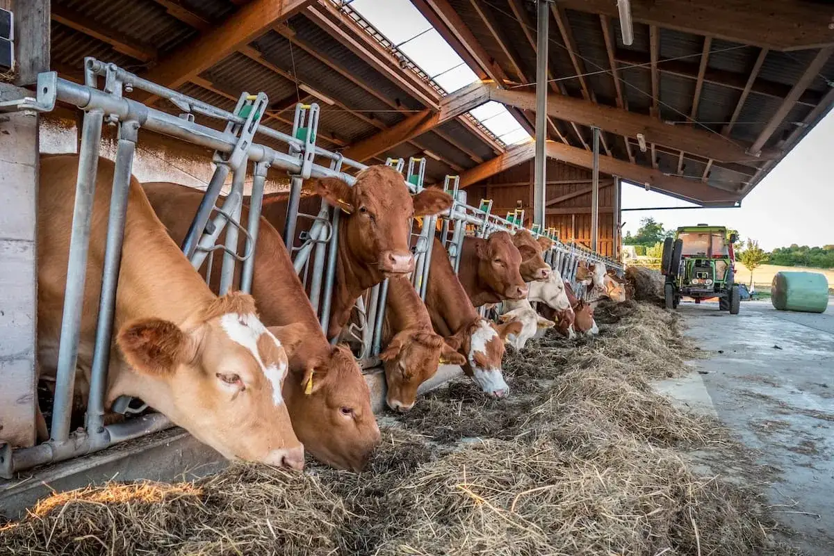 Mucca in stalla che mangia fieno, un esempio di inquinamento zootecnico. Trattori e balle di fieno sullo sfondo.
