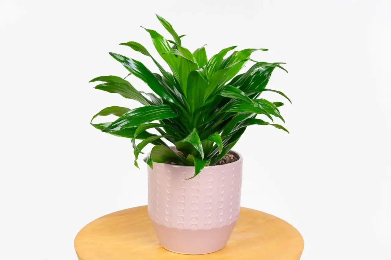 Dracena z błyszczącymi liśćmi w różowej doniczce. Poznaj różne rodzaje dracen.
