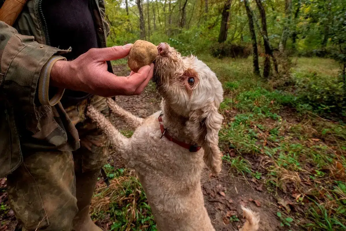 Wytrenowany pies na trufle wącha znalezisko trzymane przez człowieka w lesie.
