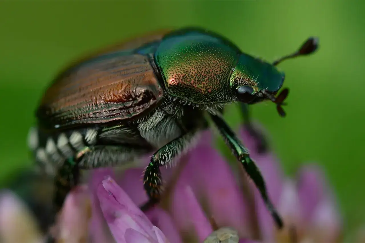 Scarabeo Popillia japonica su un fiore viola. Impara come eliminarla per proteggere il tuo giardino.