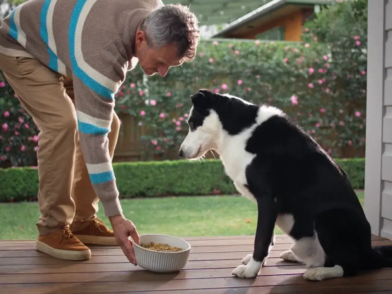 Hombre pone plato de comida a su border collie en el porche.