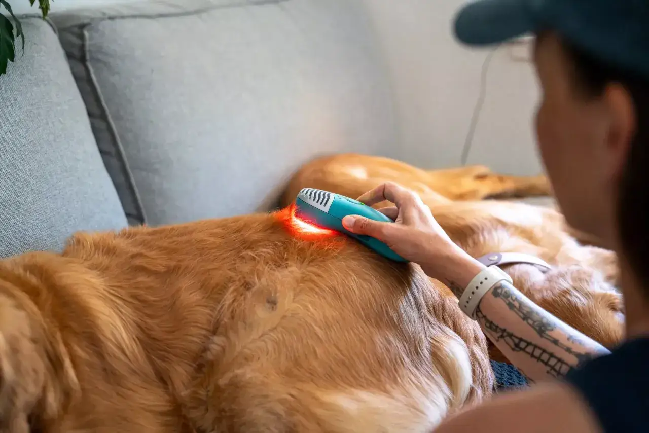 Persona aplica terapia láser a un perro con artritis, buscando aliviar su dolor.