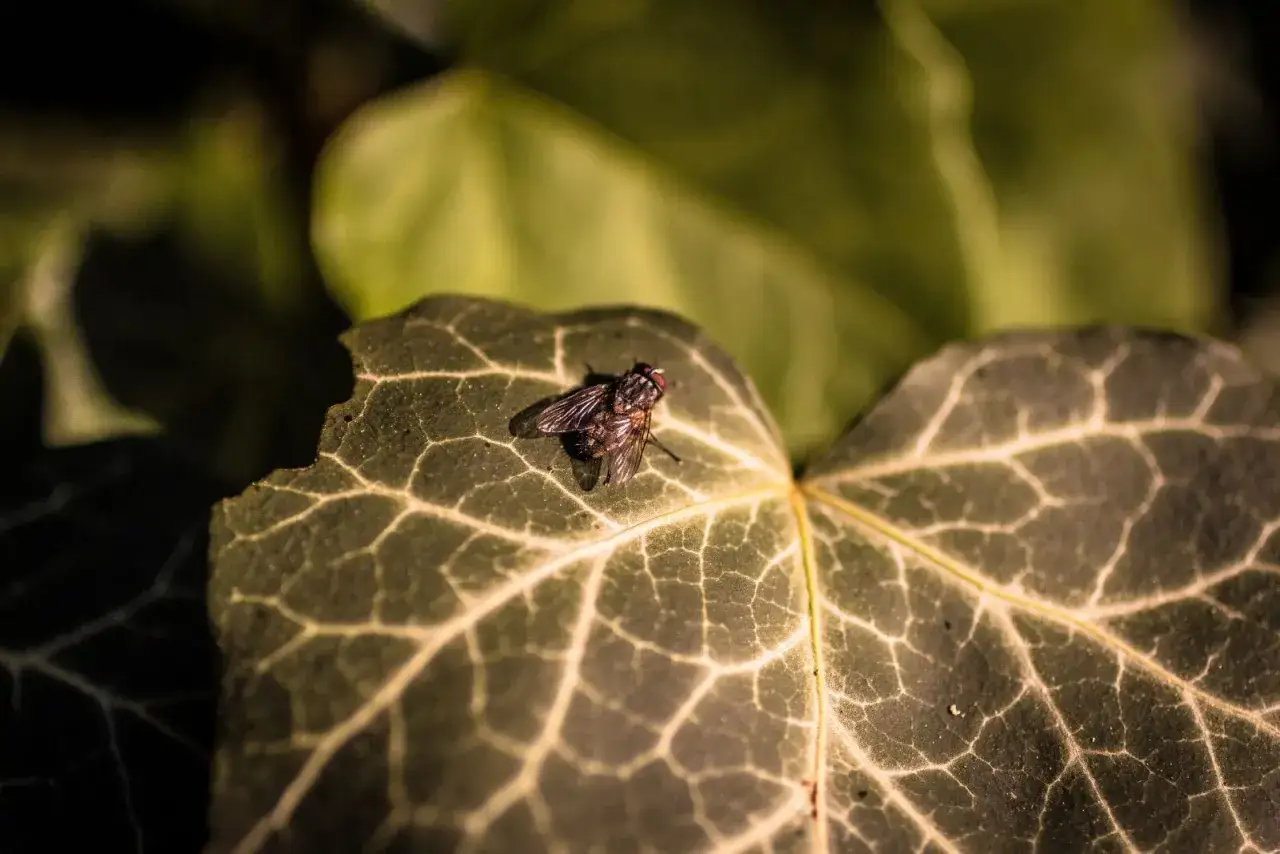 A fly rests on a textured ivy leaf, captured with an ef50mm f 2.5 compact macro lens, highlighting the intricate vein patterns.