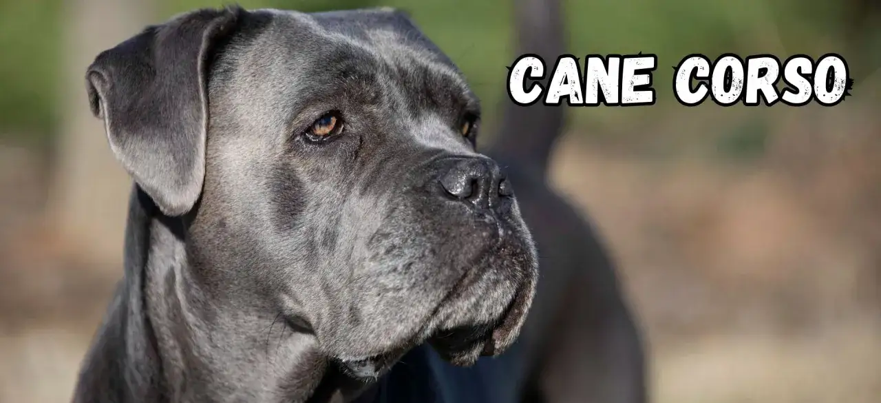 Portret szarego cane corso, psa o łagodnym usposobieniu, z tekstem 
