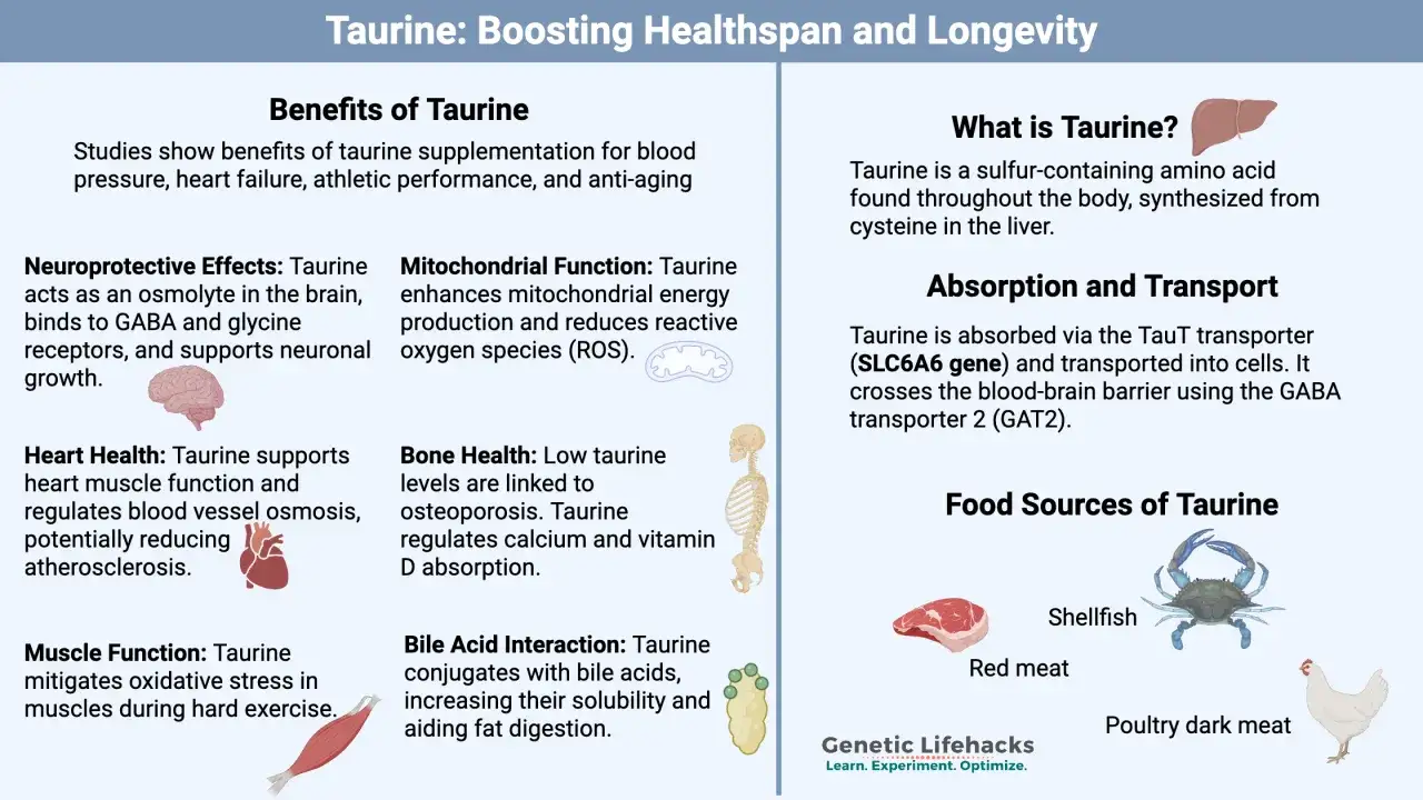 Infografik erklärt die **Taurin Wirkung**: Vorteile für Gehirn, Herz, Muskeln, Knochen und Fettverdauung. Enthält auch Infos zu Absorption und Quellen.
