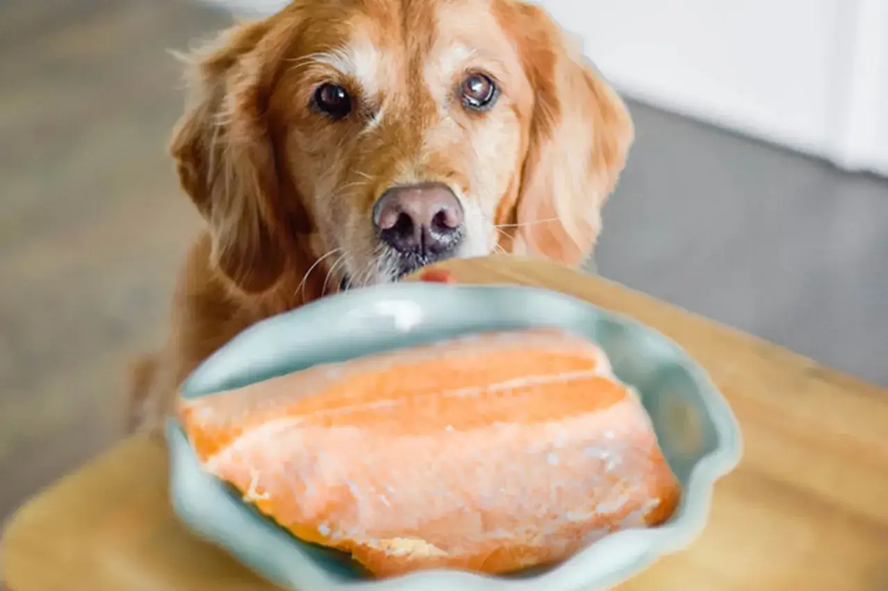 Un golden retriever mira con inter&eacute;s un plato con dos filetes de salm&oacute;n. &iexcl;Los perros pueden comer salm&oacute;n!