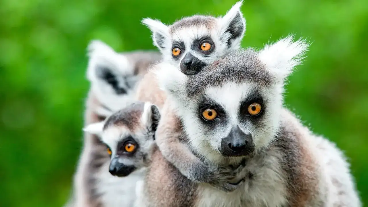 Rodzina lemurów na Madagaskarze cieszy się ciepłą pogodą w grudniu.