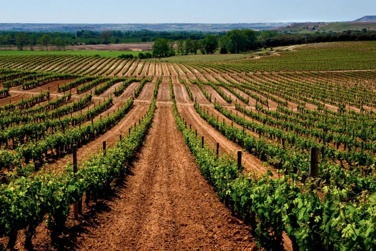 Vi&ntilde;edos en filas perfectas bajo el sol, prometiendo los mejores vinos de Aranda de Duero.