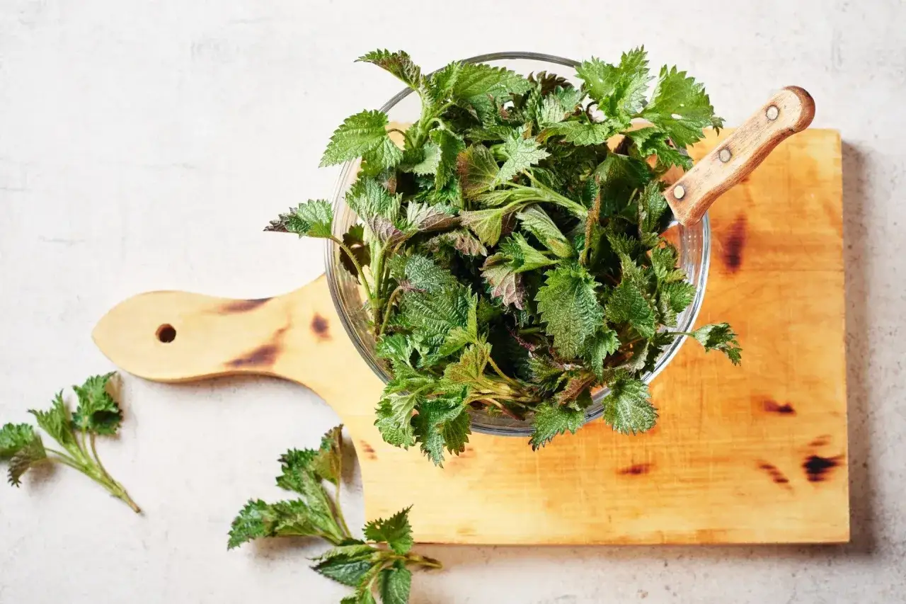 Świeża pokrzywa w misce na desce. Zastanawiasz się, co zrobić z pokrzywy? Idealna na pesto, zupę lub dodatek do sałatki.