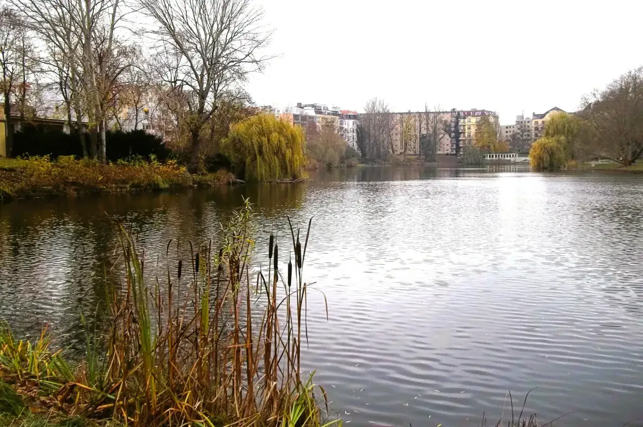 Herbstliche Szene am Lietzensee Berlin mit Schilf im Vordergrund und Geb&auml;uden im Hintergrund.