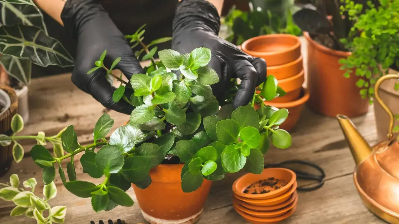 Ręce w czarnych rękawiczkach pielęgnują zielony kwiat kalanchoe po przekwitnięciu. W tle gliniane doniczki i miedziany konewka.
