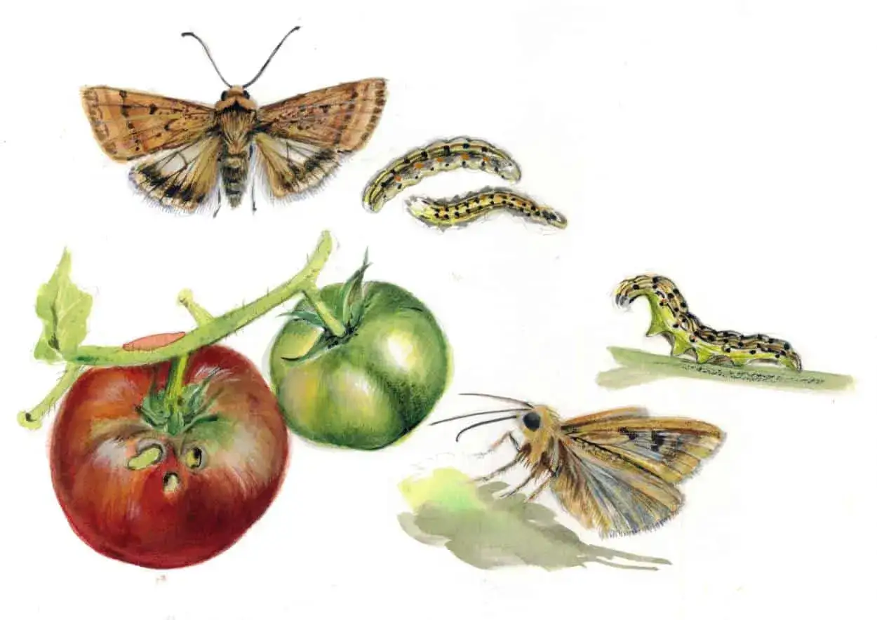 Farfalle e bruchi, tra cui il verme del pomodoro, che danneggiano i frutti. Illustrazione botanica per studiare i rimedi.