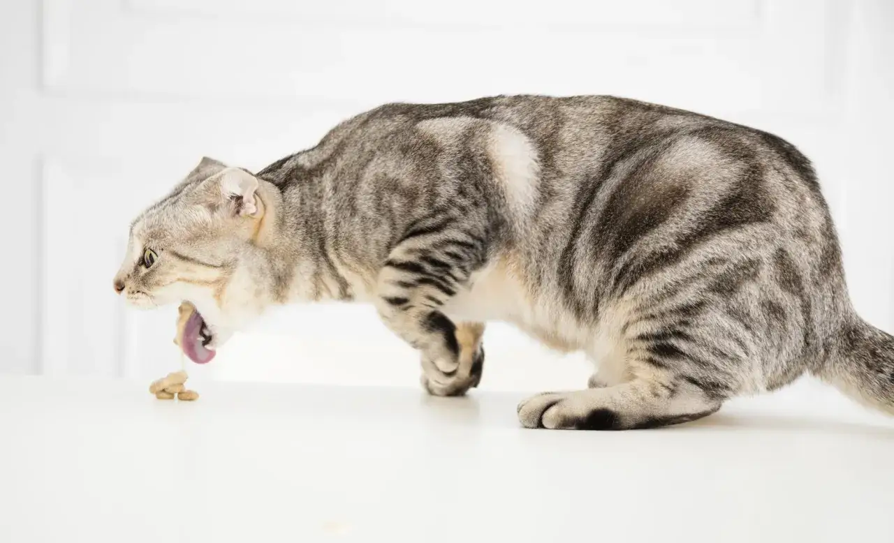 Gato gris con rayas negras vomitando. Un tema delicado, cuando sacrificar a un gato con insuficiencia renal es una decisi&oacute;n dif&iacute;cil.