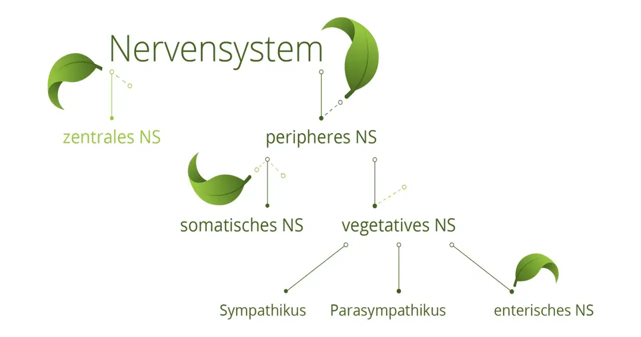 Schema des Nervensystems: zentrales, peripheres NS, somatisches, vegetatives NS (Sympathikus, Parasympathikus, enterisches NS).