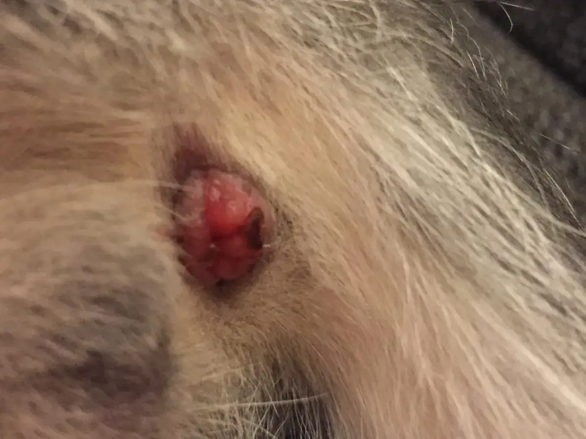 Gros plan sur un petit nodule rouge vif, ressemblant à une fraise, près de l'anus d'un chat.