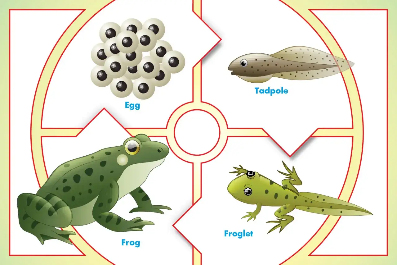 Die Entwicklung eines Frosches: Von Eiern über Kaulquappen und Kaulquappen zu einem ausgewachsenen Frosch.