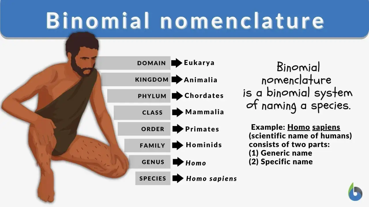 Ilustracja przedstawia schemat klasyfikacji biologicznej, wyjaśniający zasady **nomenklatury** dwuimiennej.
