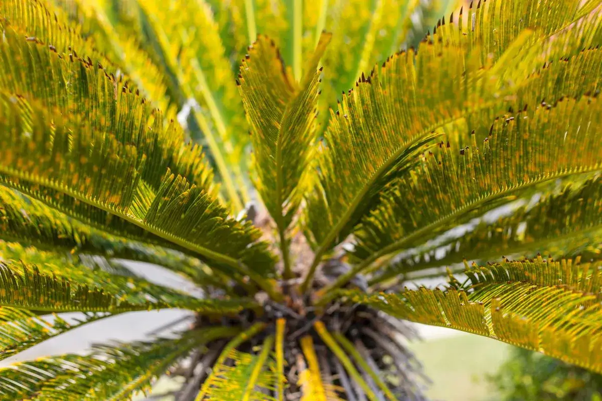 Foglie di cycas ingiallite e macchiate, possibili segni di cycas malattie.