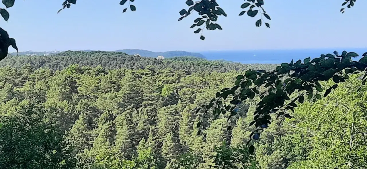 Widok z **Zajęczego Wzgórza Sopot** na gęsty las i morze.