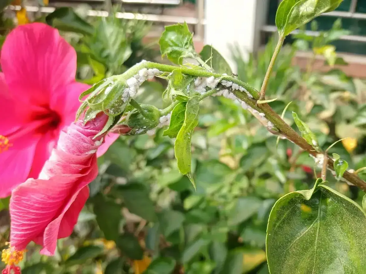 Ein Hibiskuszweig mit einer rosa Bl&uuml;te, befallen von wei&szlig;en Wolll&auml;usen. Diese zeigen typische Hibiskus-Krankheiten.