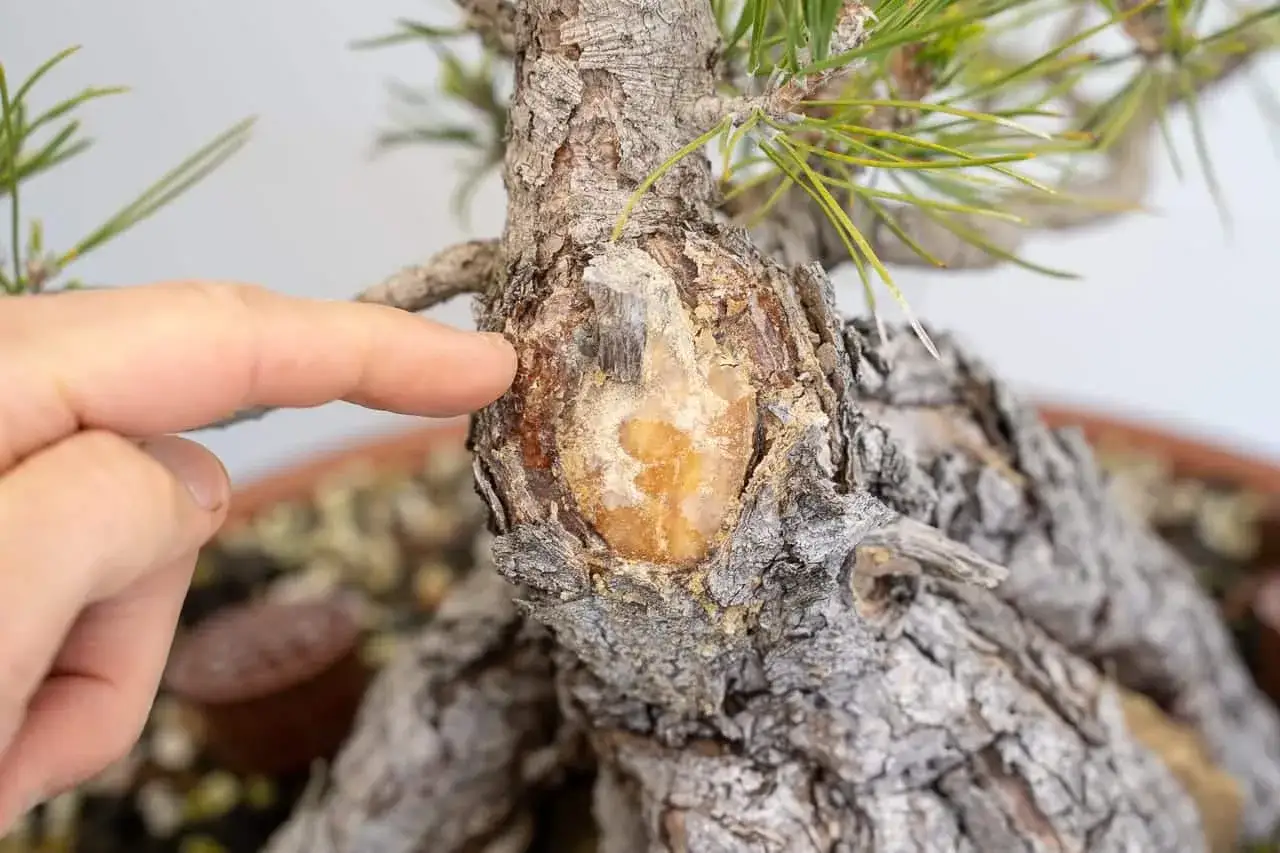 Ein Finger zeigt auf eine Wunde am Stamm eines Bonsai-Baumes, wo Harz austritt. Der kupfernagel baum zeigt seine Heilungskr&auml;fte.